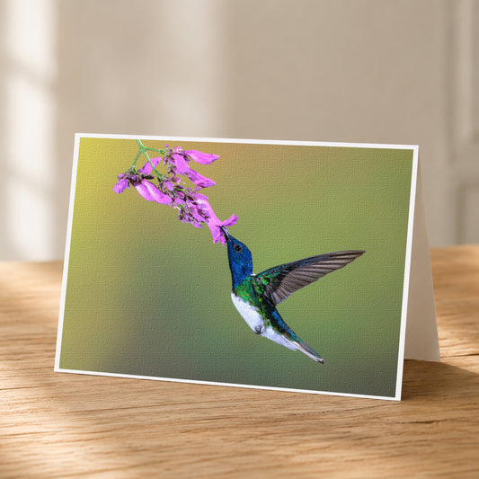A colorful hummingbird hovers near a branch with purple flowers, its wings spread wide as it feeds on the nectar.