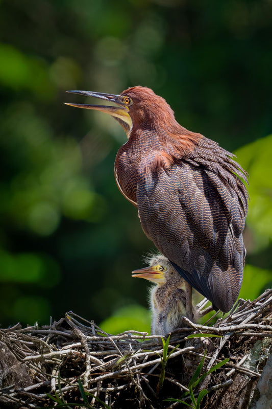 Bare-throated Tiger-Heron parent standing on a nest with its bill open while a small chick peeks out from beneath the adult bird at La Laguna del Lagarto Eco-Lodge in Costa Rica.