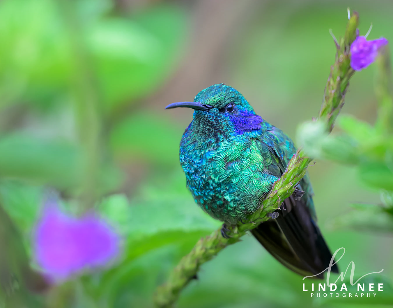 A colorful photo of a hummingbird