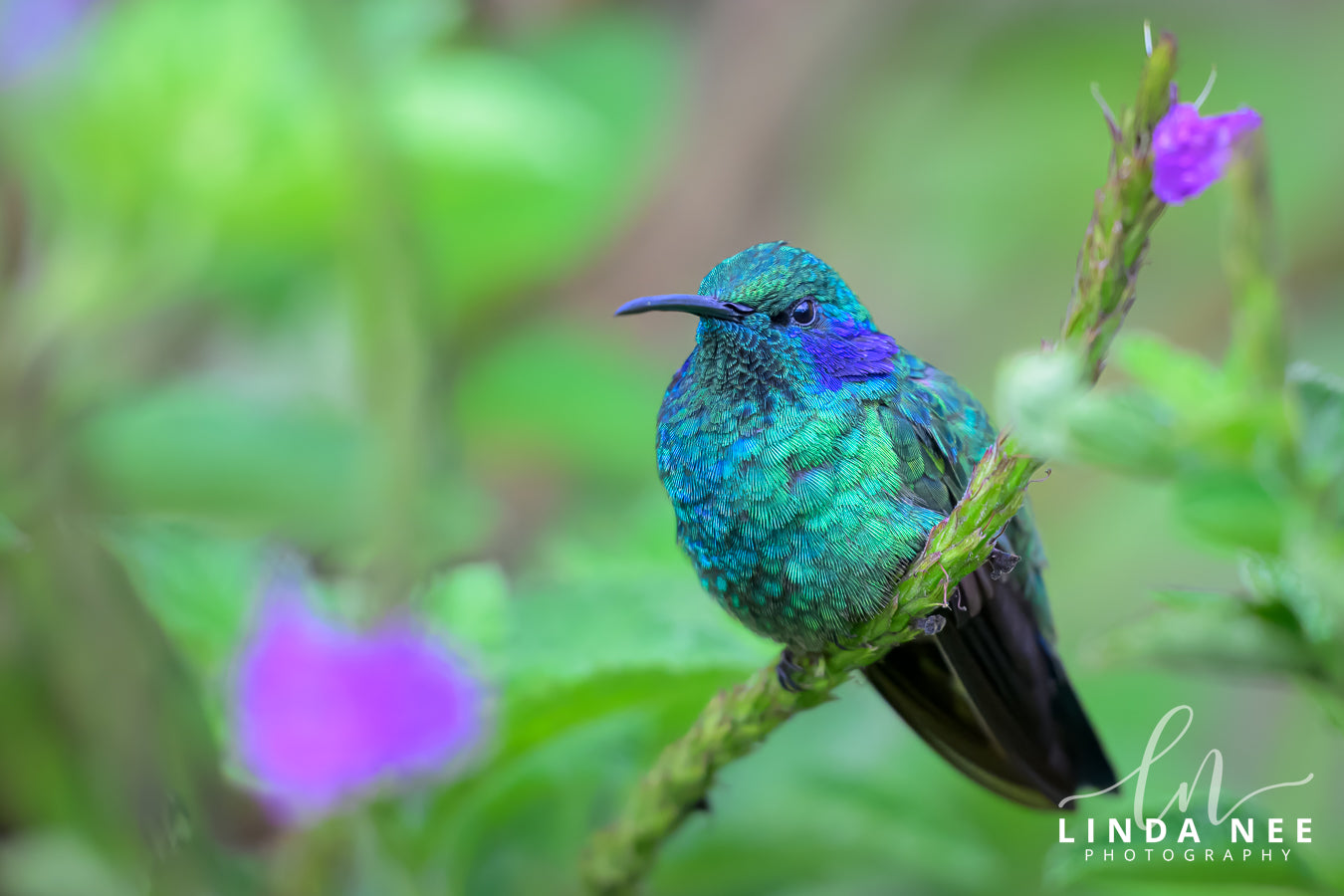 A colorful photo of a hummingbird