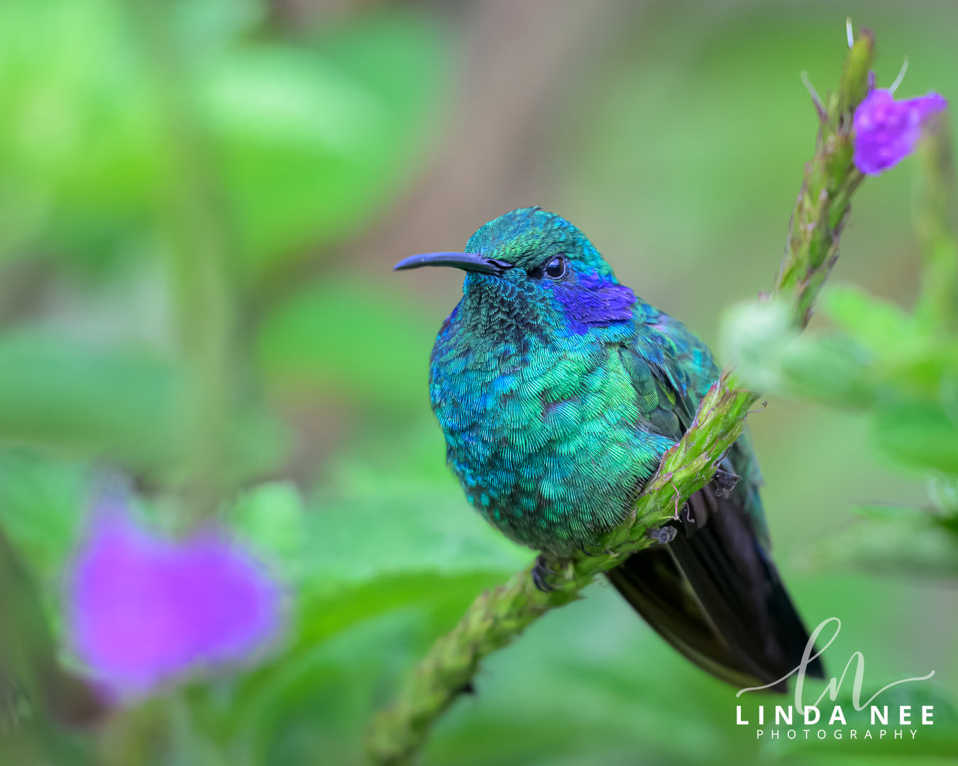 A colorful photo of a hummingbird