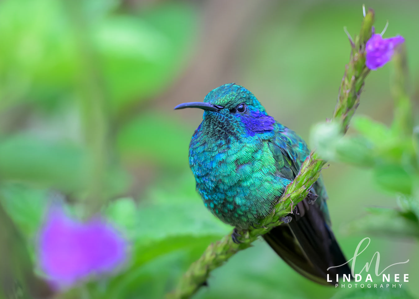 A colorful photo of a hummingbird