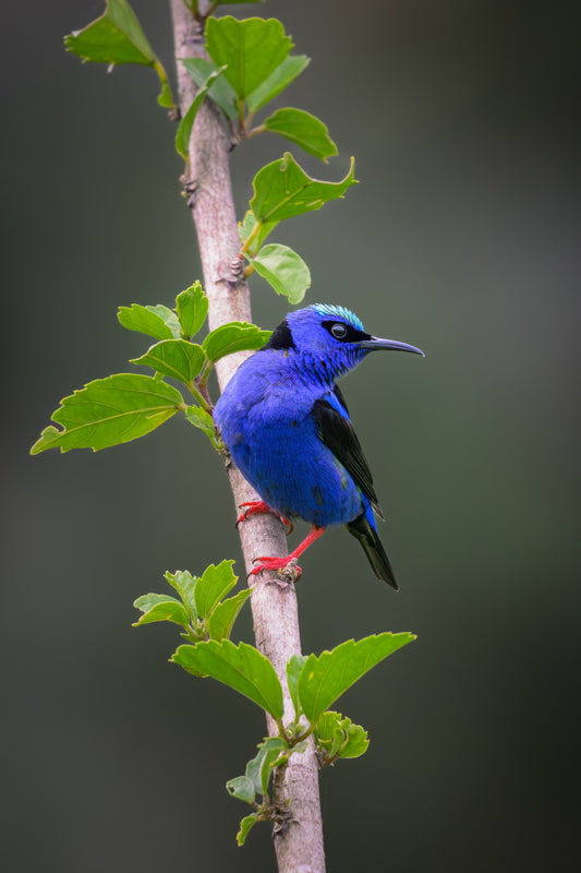 Blue bird perched on a branch with a blurred green background