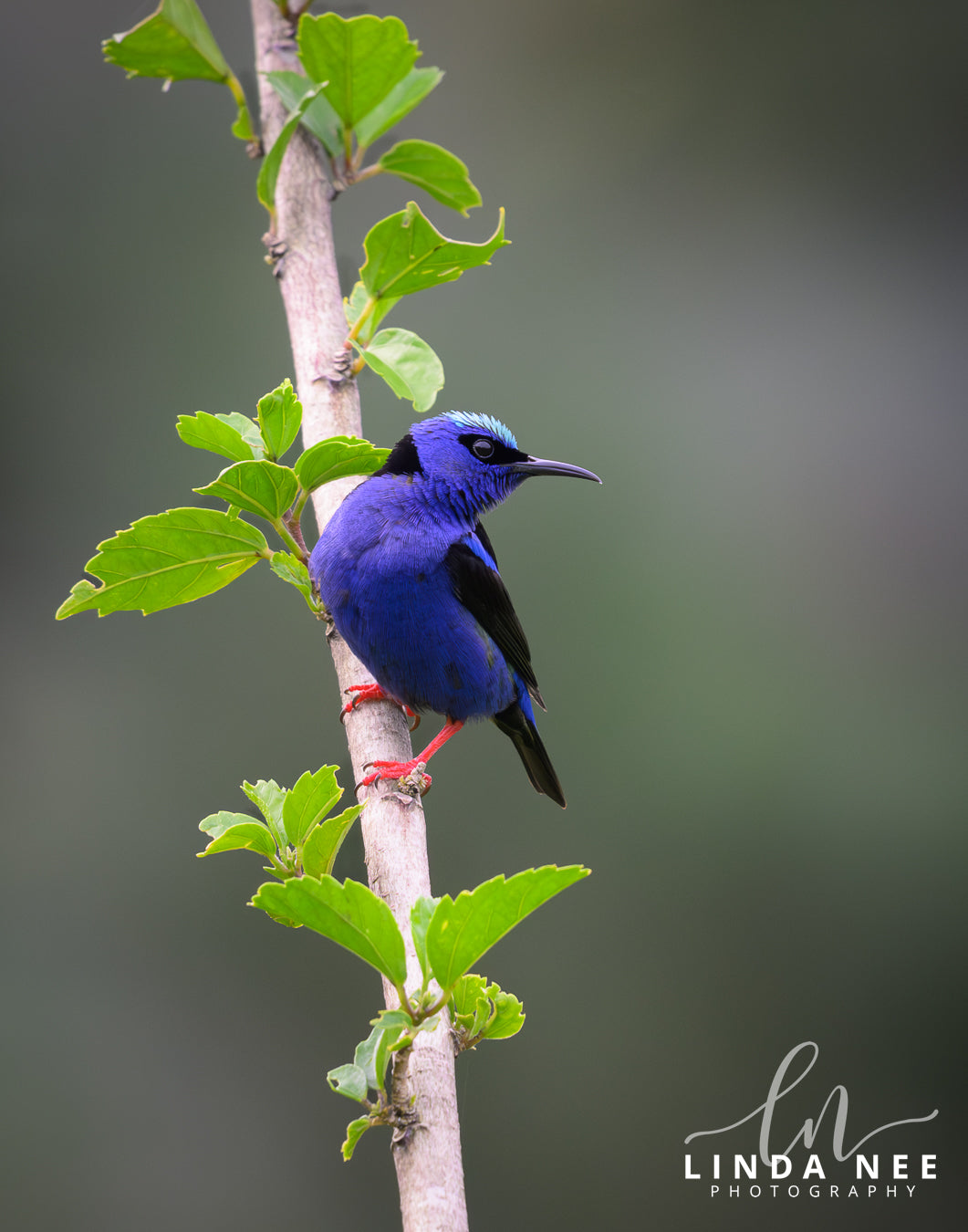 Red-legged Honeycreeper on Branch