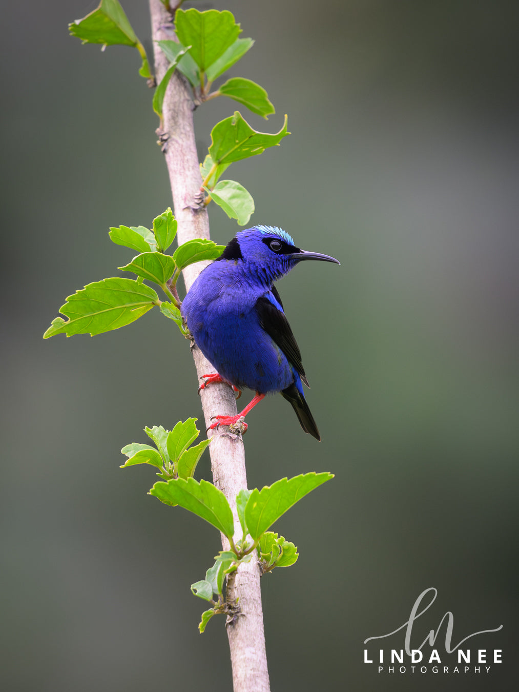Red-legged Honeycreeper on Branch