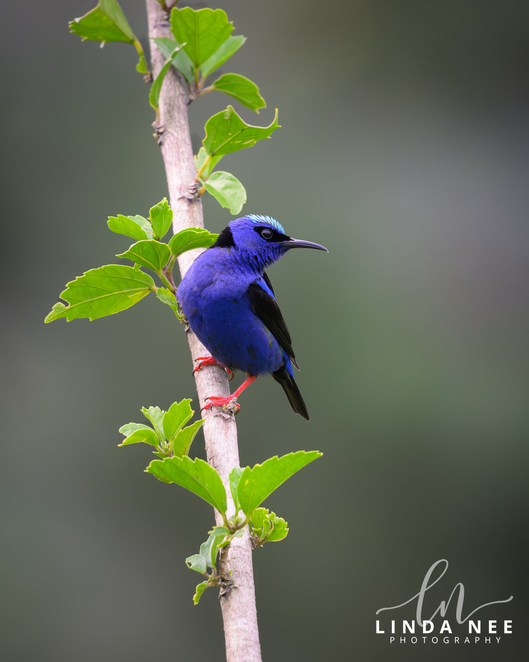 Red-legged Honeycreeper on Branch