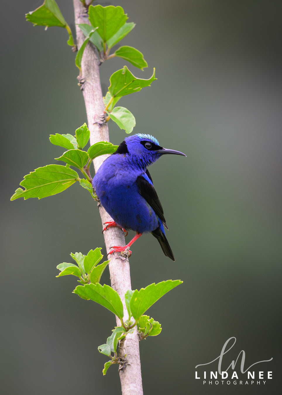 Red-legged Honeycreeper on Branch