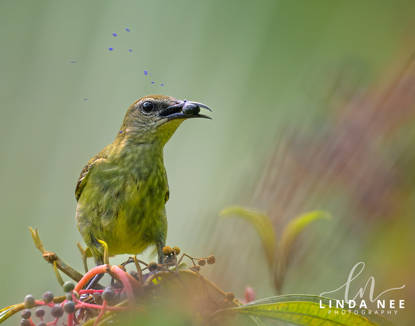 A photo of a female Red-legged Honeycreeper Bird