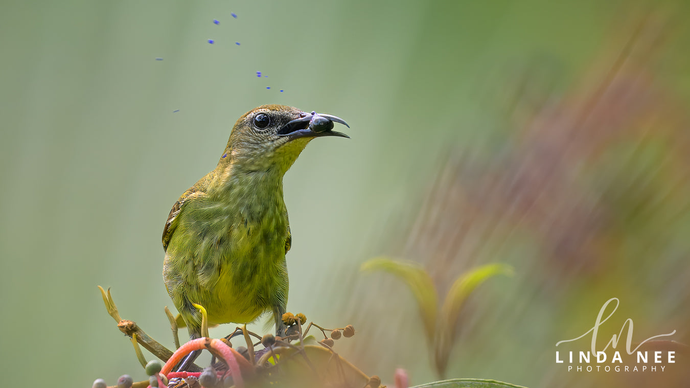 A photo of a female Red-legged Honeycreeper Bird