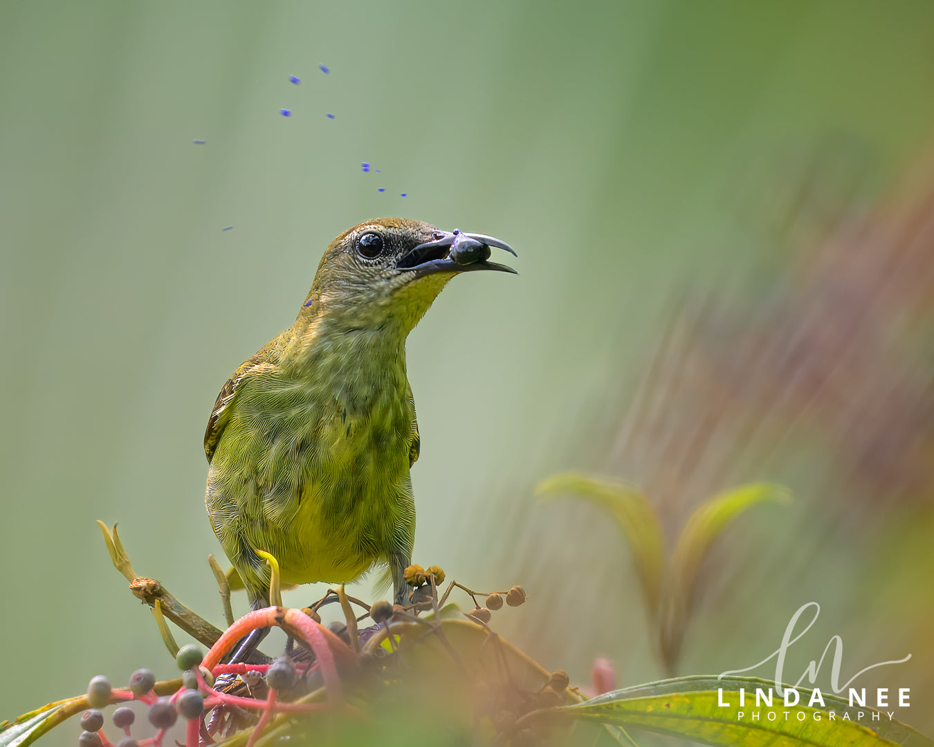 A photo of a female Red-legged Honeycreeper Bird