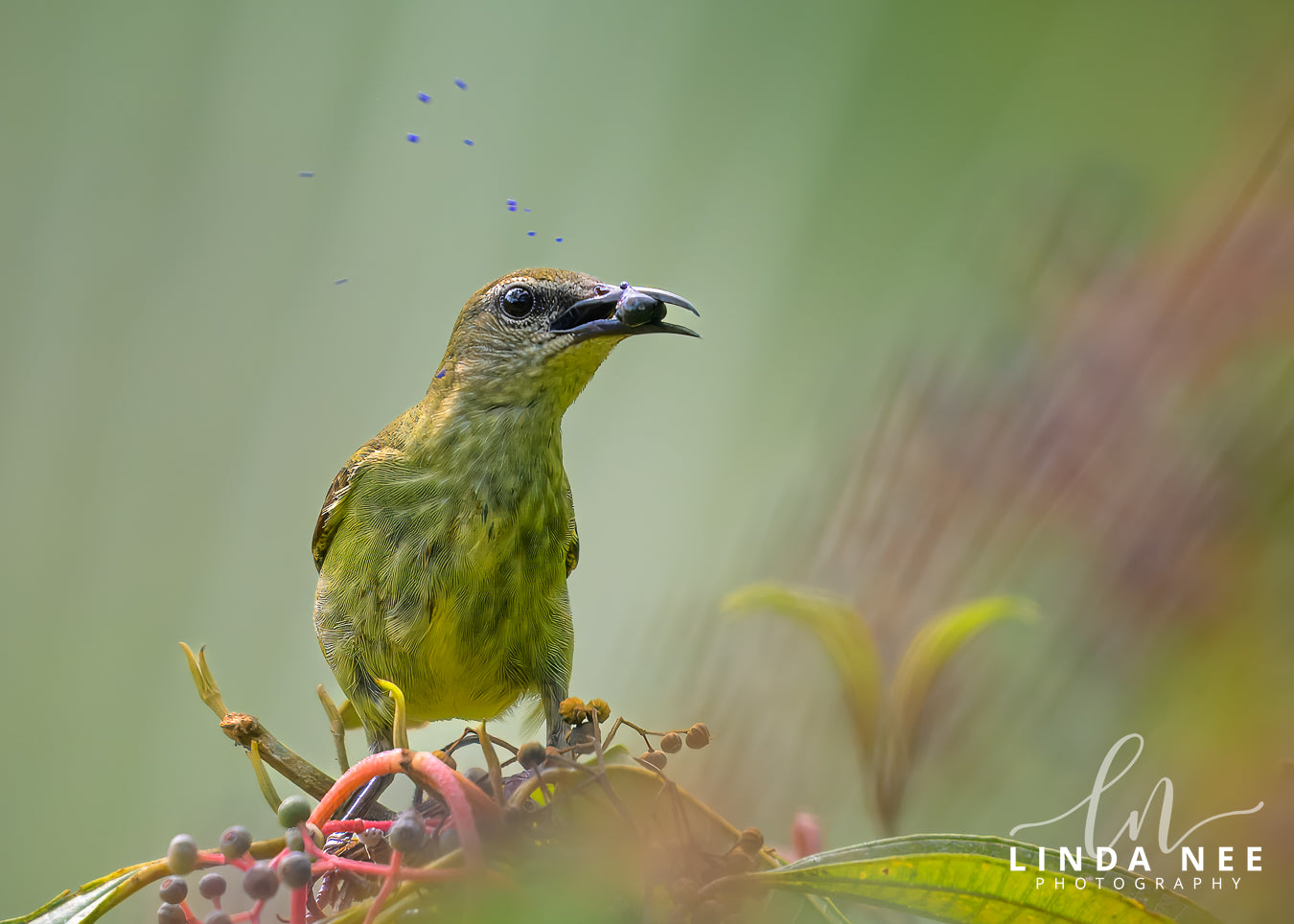 A photo of a female Red-legged Honeycreeper Bird