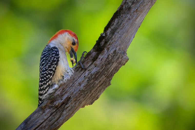 Woodpecker perched on a tree branch with a blurred green background