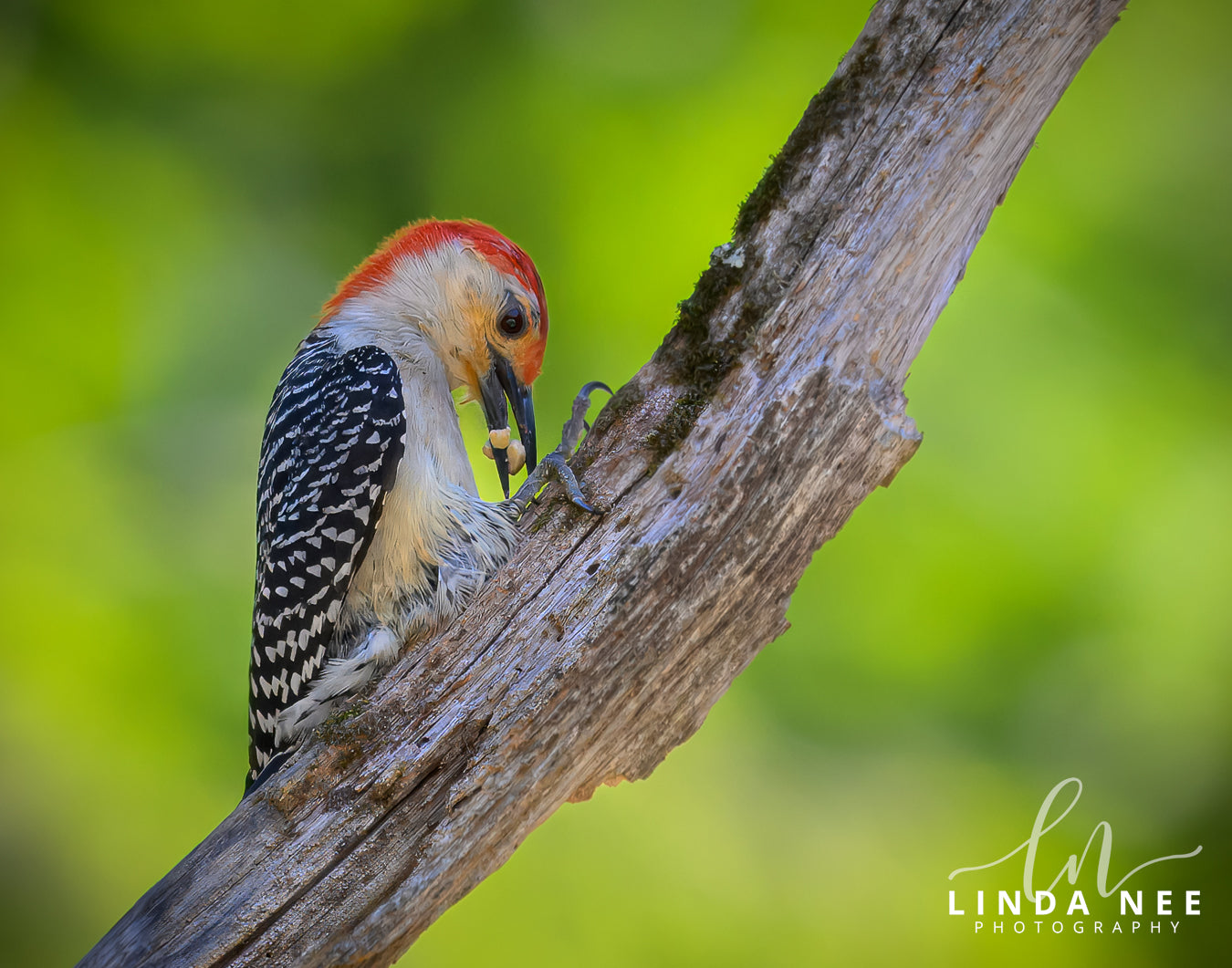 A photo of a Red-bellied Woodpecker Bird