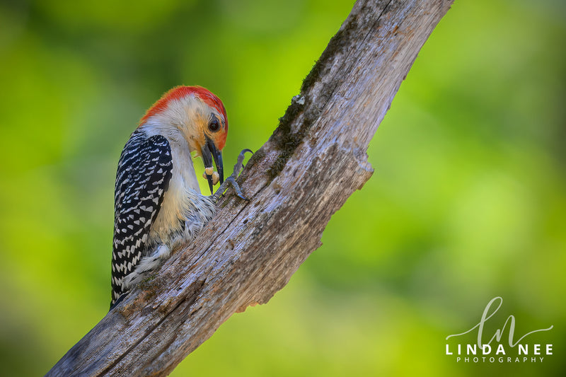 A photo of a Red-bellied Woodpecker Bird