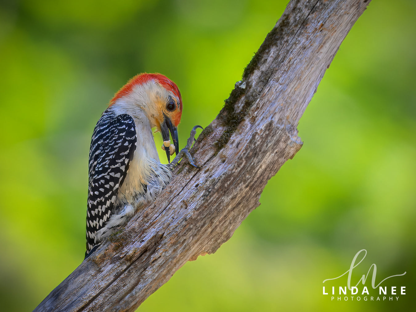 A photo of a Red-bellied Woodpecker Bird