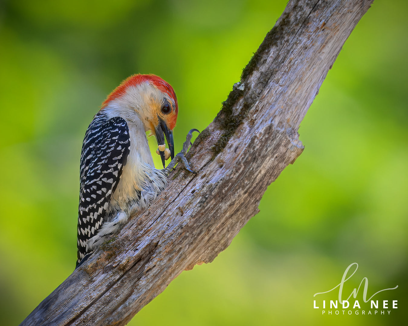 A photo of a Red-bellied Woodpecker Bird