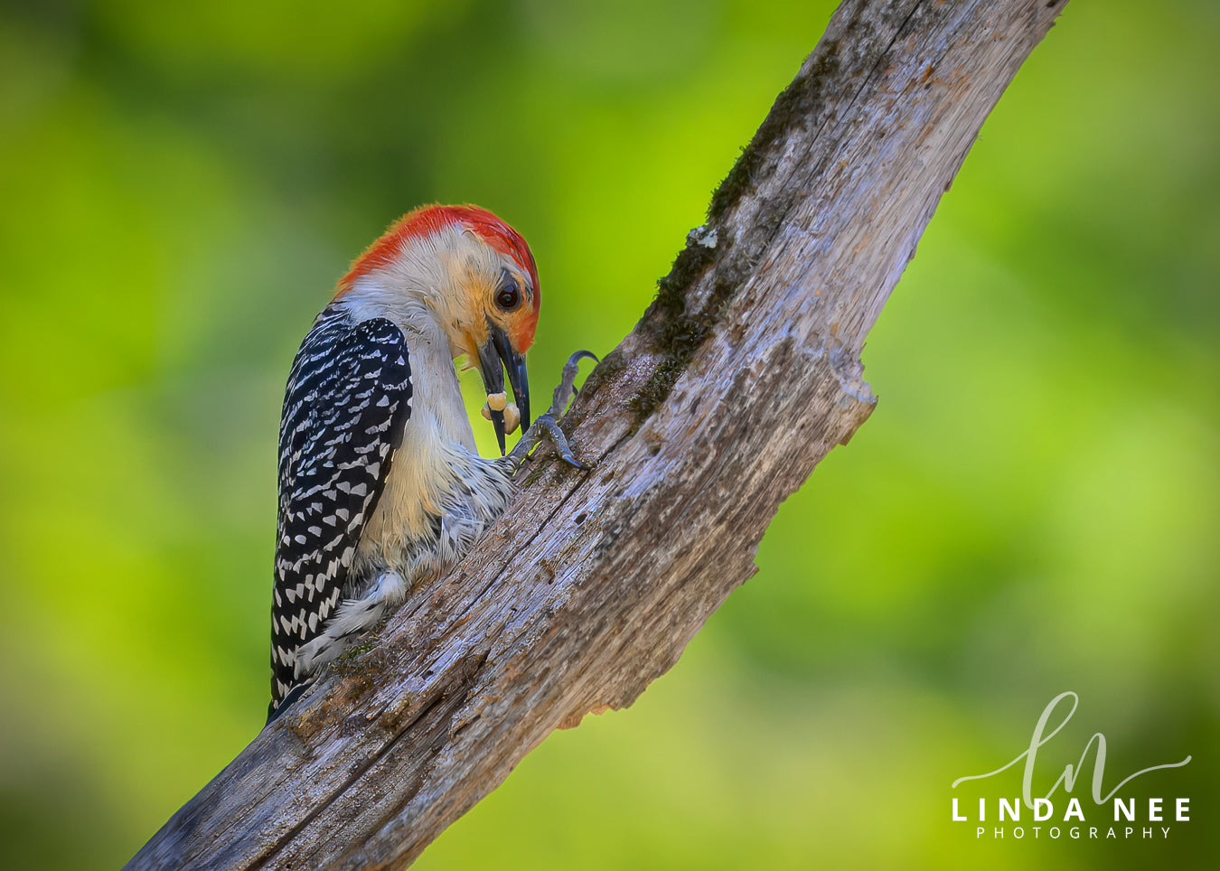 A photo of a Red-bellied Woodpecker Bird
