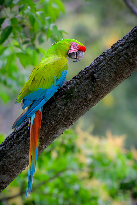 Colorful parrot perched on a tree branch with a blurred green foliage background