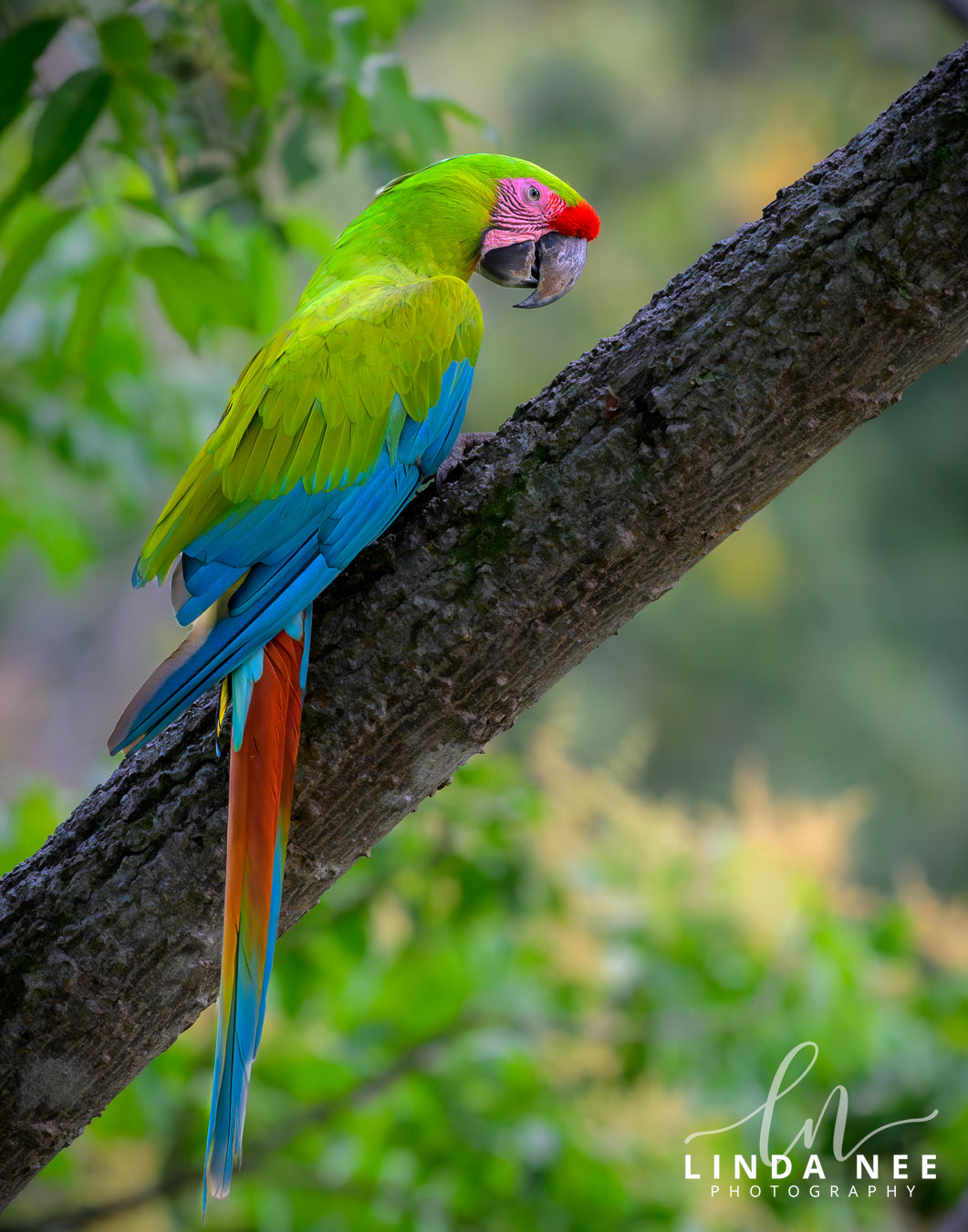 A colorful photo of a great green macaw parrot bird