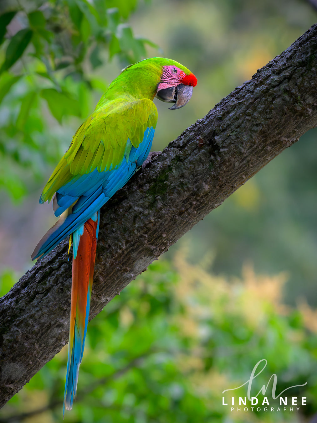 A colorful photo of a great green macaw parrot bird