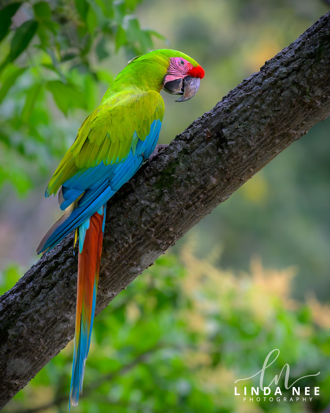 A colorful photo of a great green macaw parrot bird