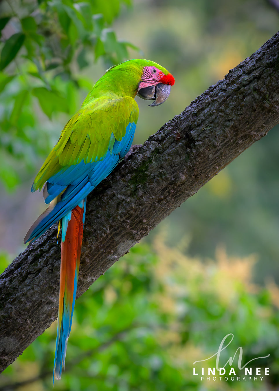 A colorful photo of a great green macaw parrot bird
