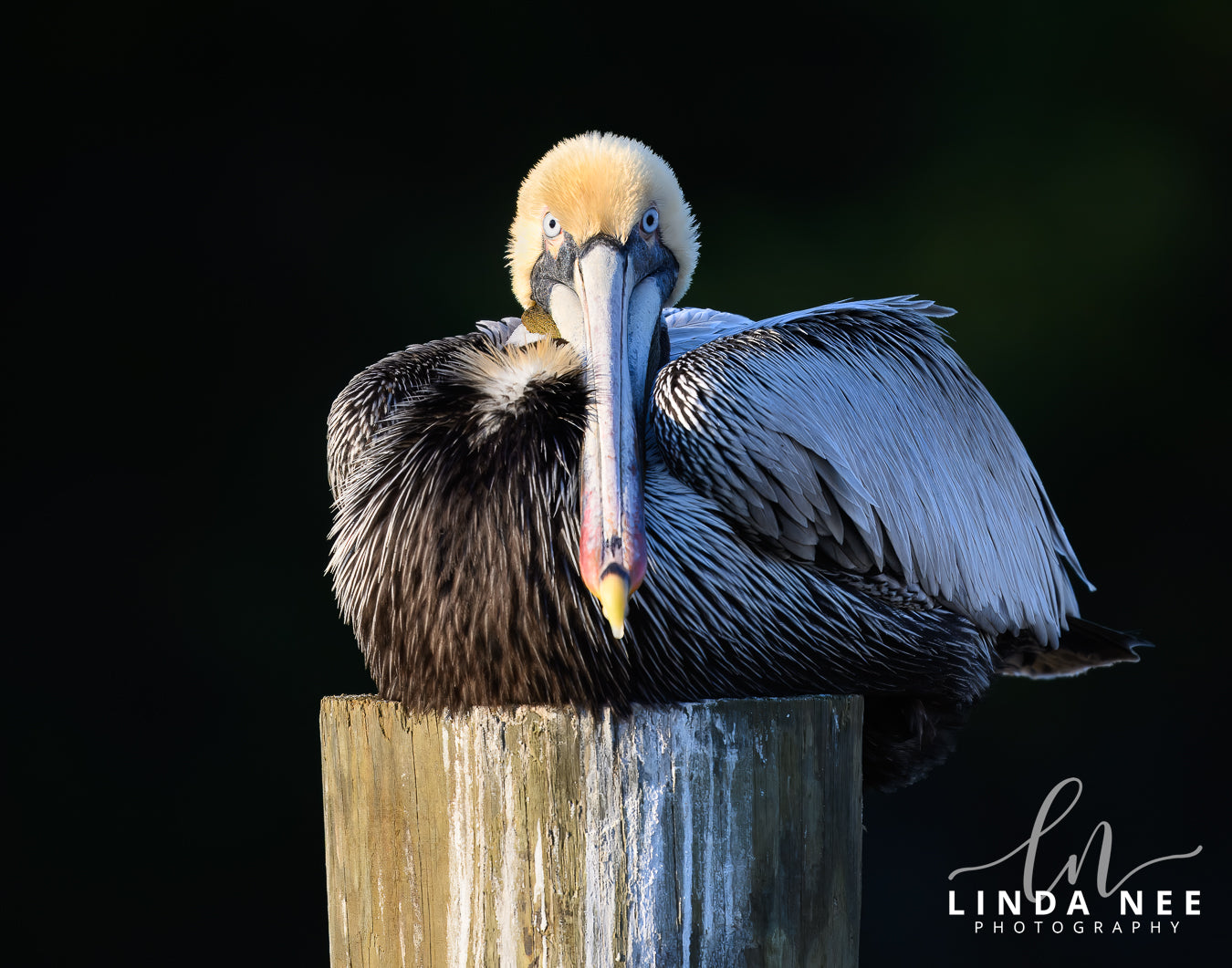 Brown Pelican on Post