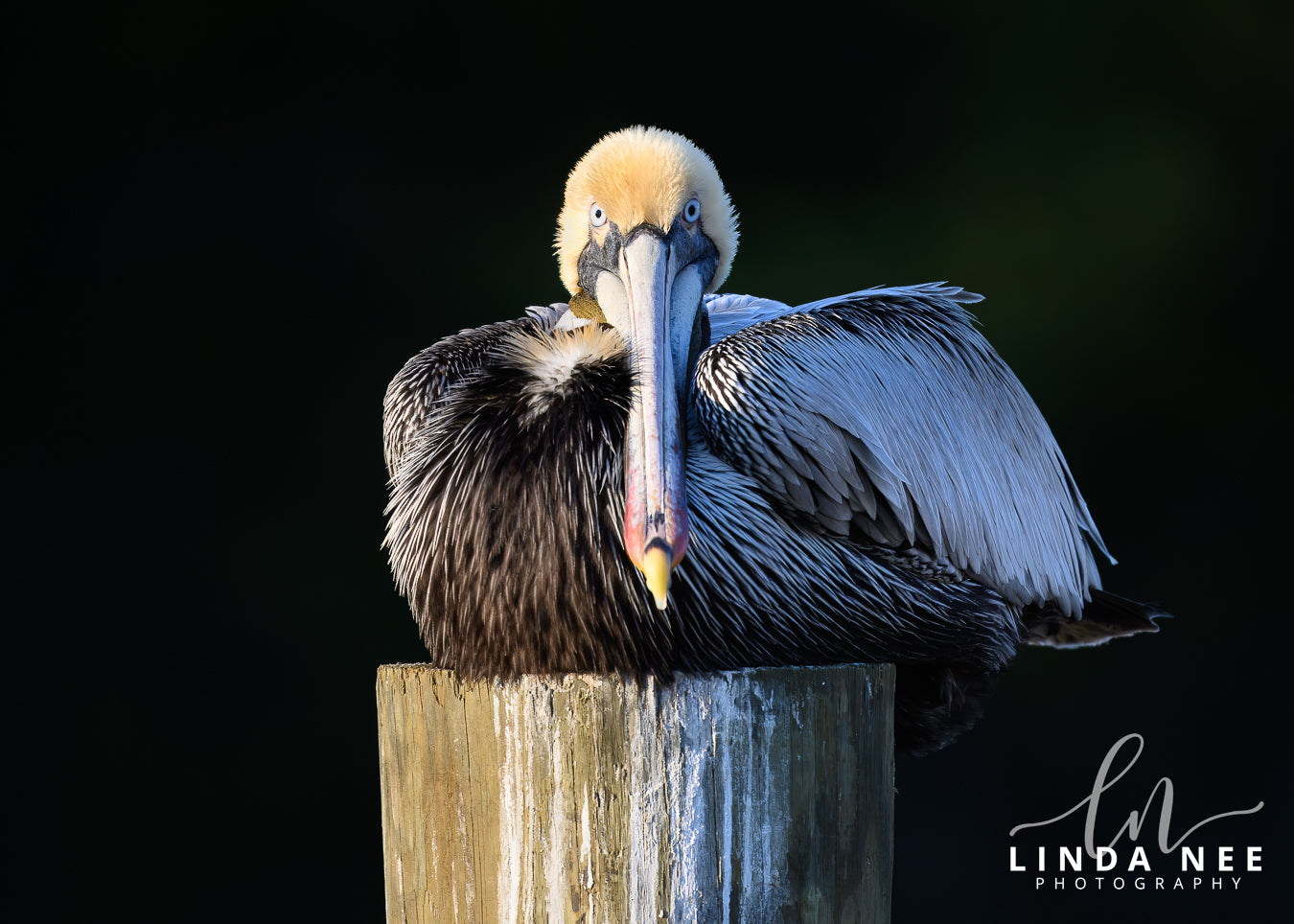 Brown Pelican on Post