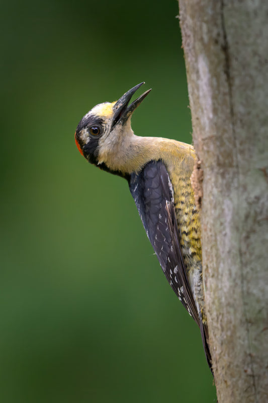 Woodpecker peering out from behind a tree trunk with a blurred green background