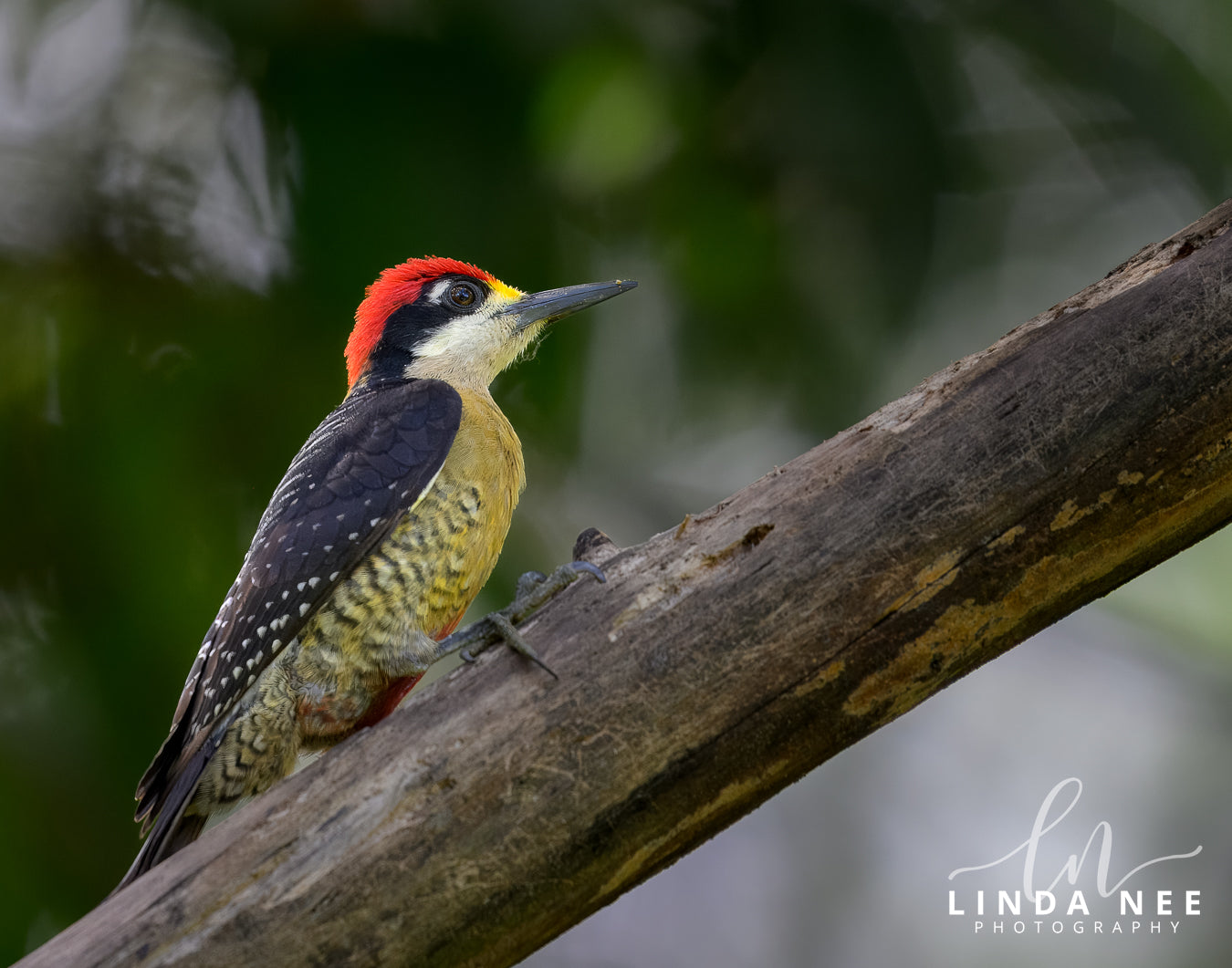 A photo of a male Black-cheeked Woodpecker in Costa Rica