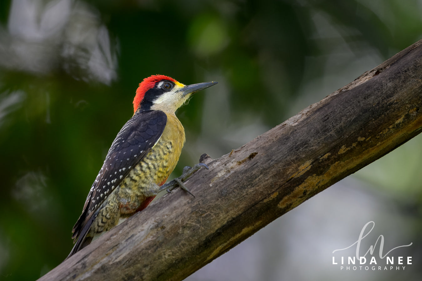 A photo of a male Black-cheeked Woodpecker in Costa Rica