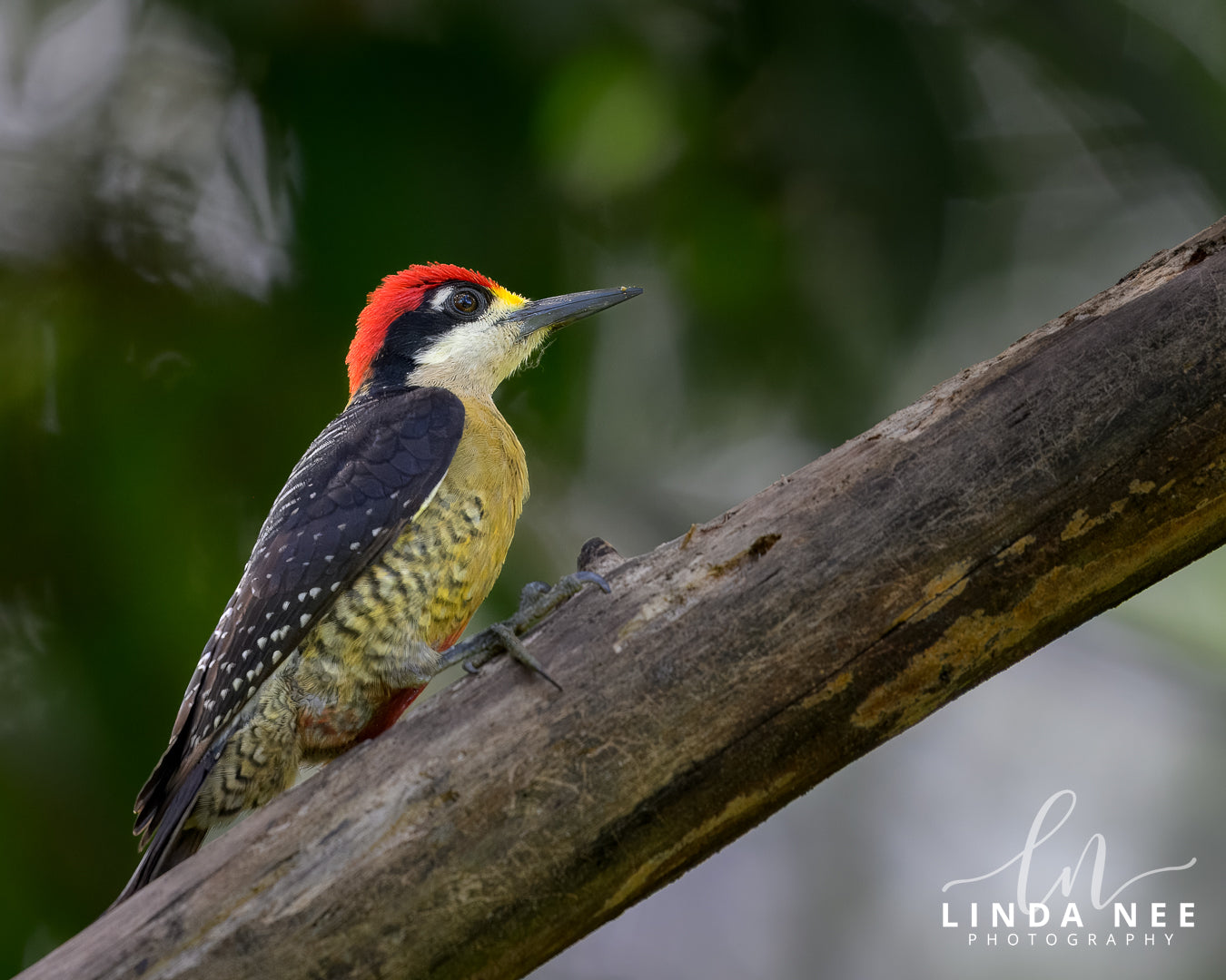 A photo of a male Black-cheeked Woodpecker in Costa Rica