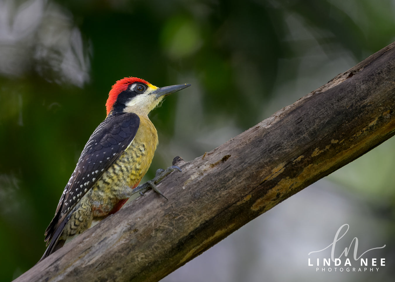 A photo of a male Black-cheeked Woodpecker in Costa Rica