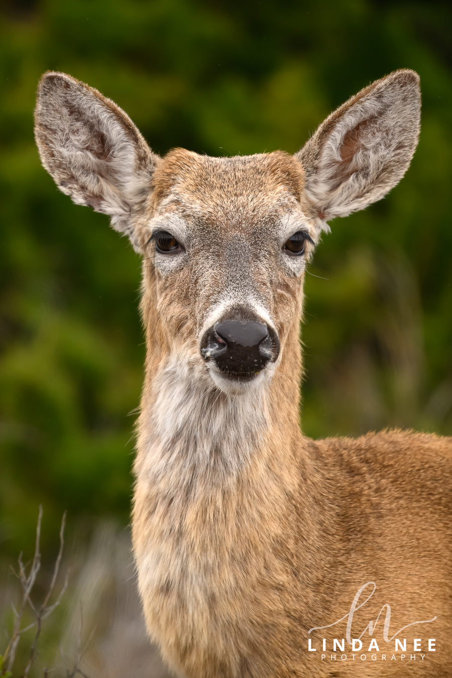 A photo of a female white-tailed deer in Outer Banks, NC