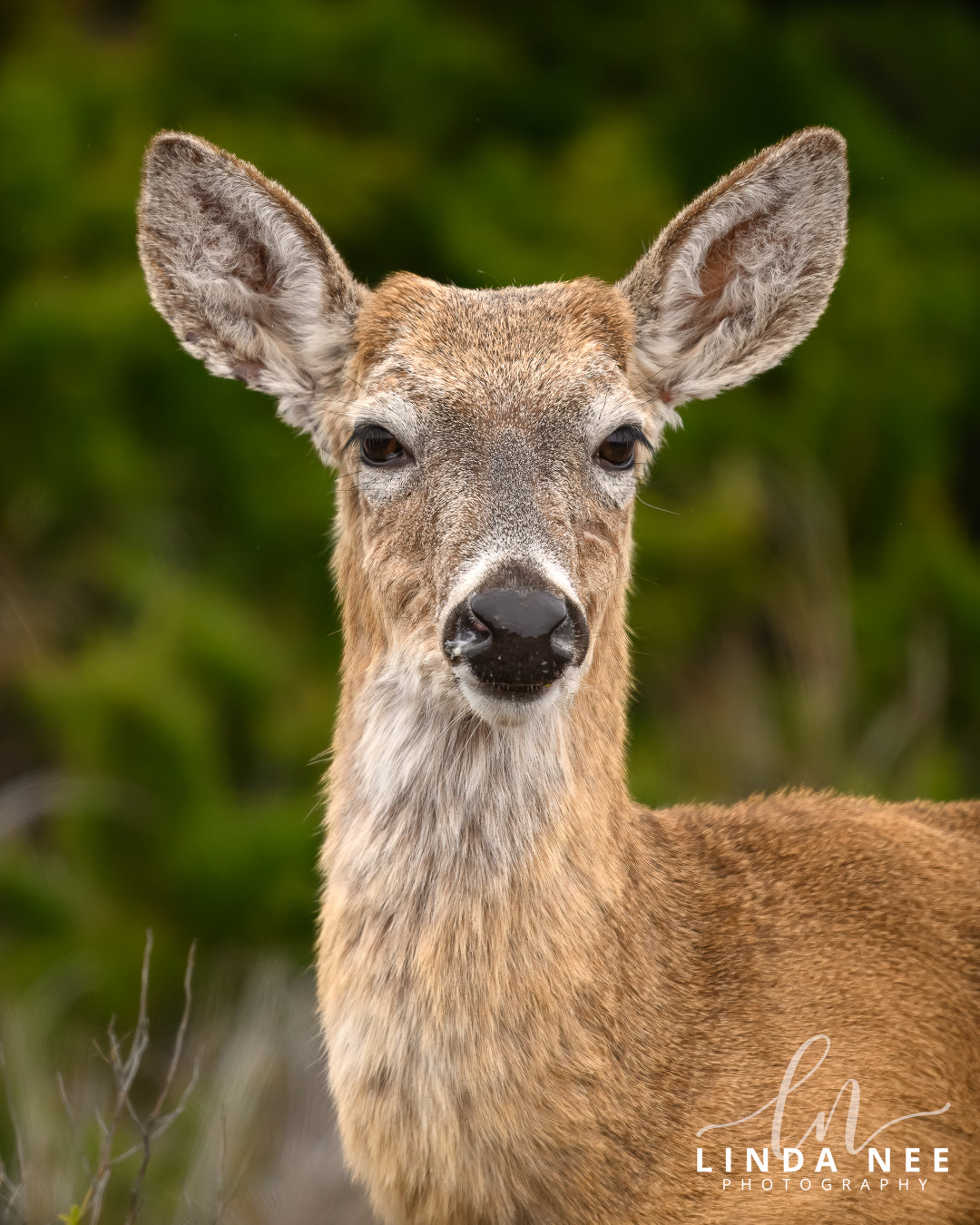 A photo of a female white-tailed deer in Outer Banks, NC