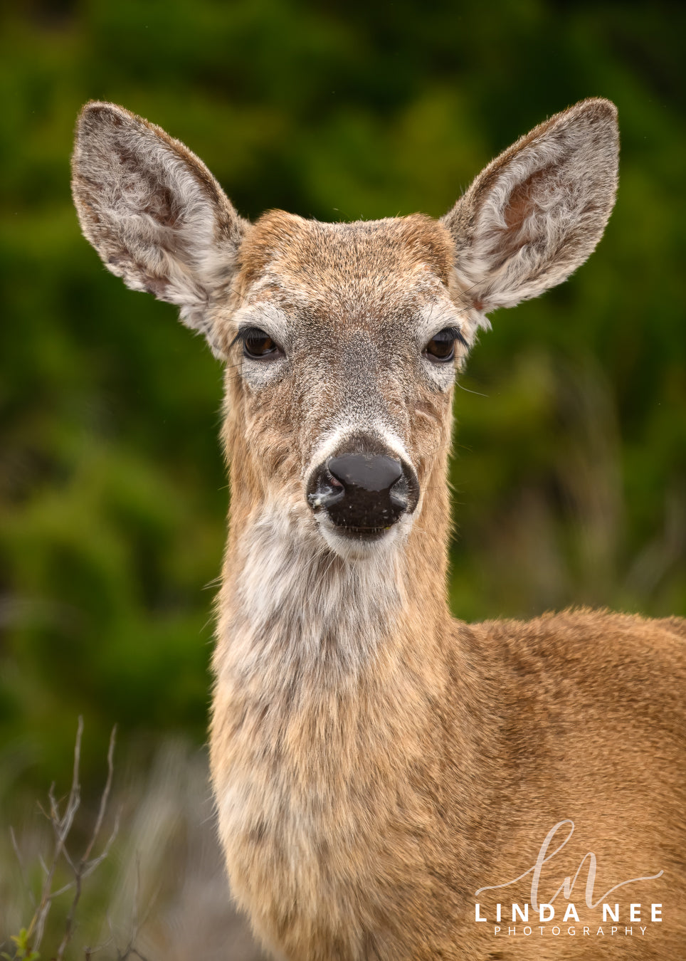 A photo of a female white-tailed deer in Outer Banks, NC