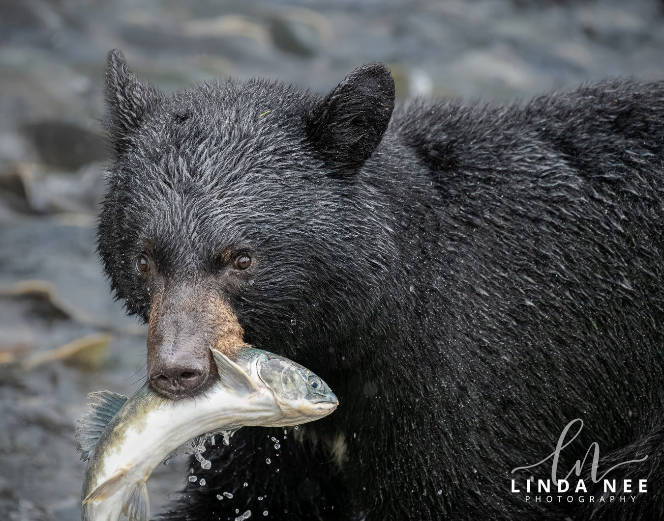 Caviar, it's what's for Dinner