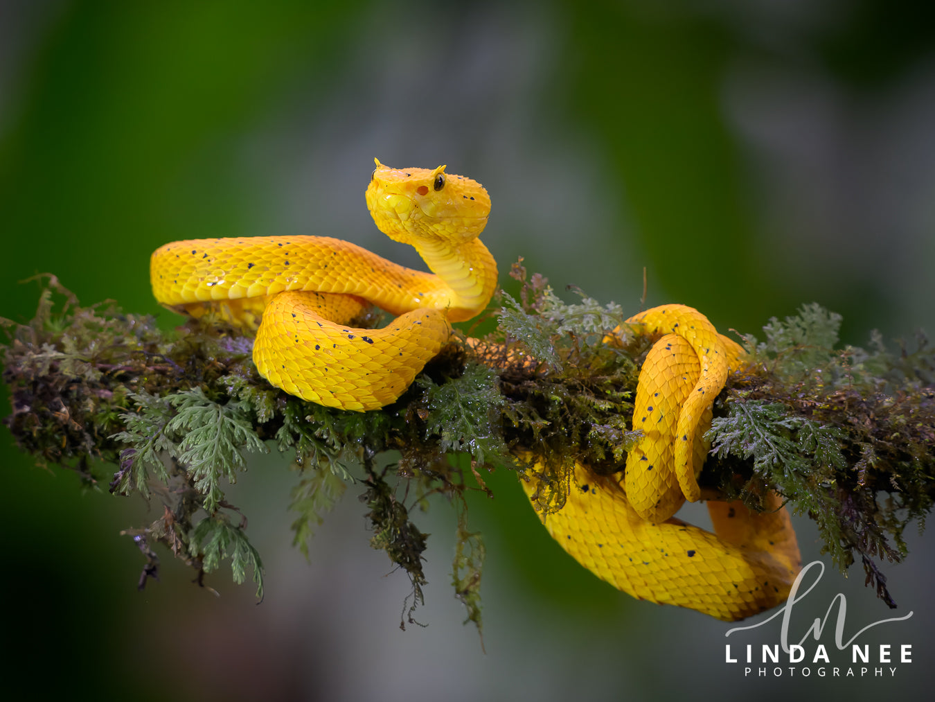 A photo of a yellow eyelash viper