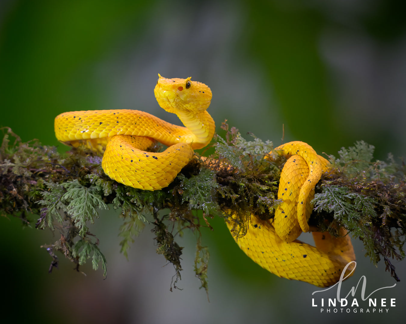 A photo of a yellow eyelash viper
