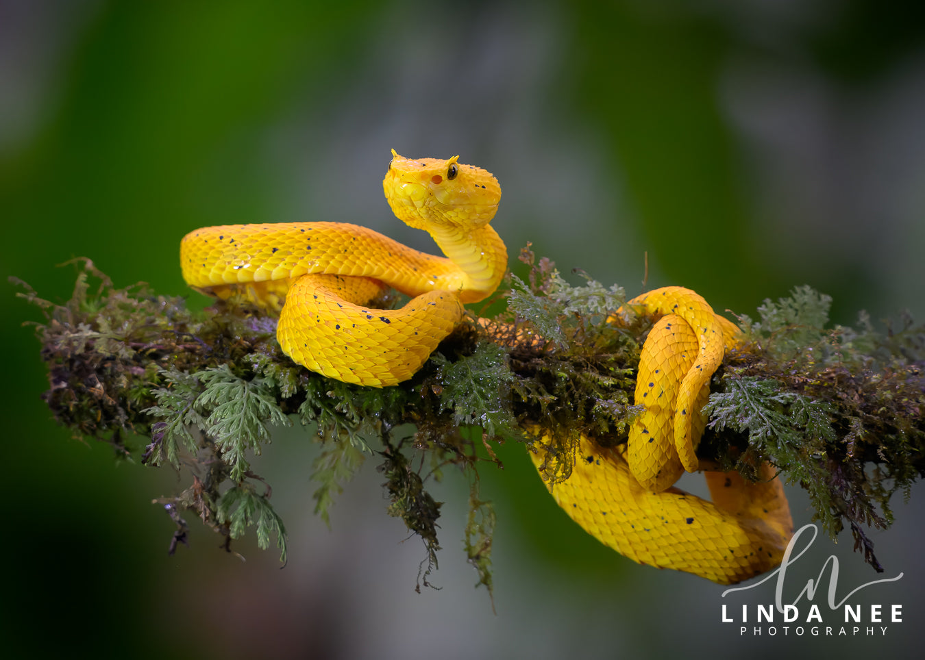 A photo of a yellow eyelash viper