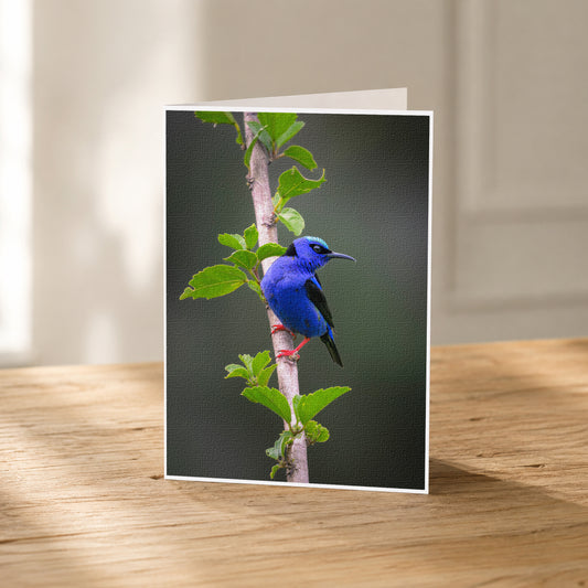 A vibrant blue bird perches on a branch, surrounded by lush green leaves, creating a serene and natural scene.