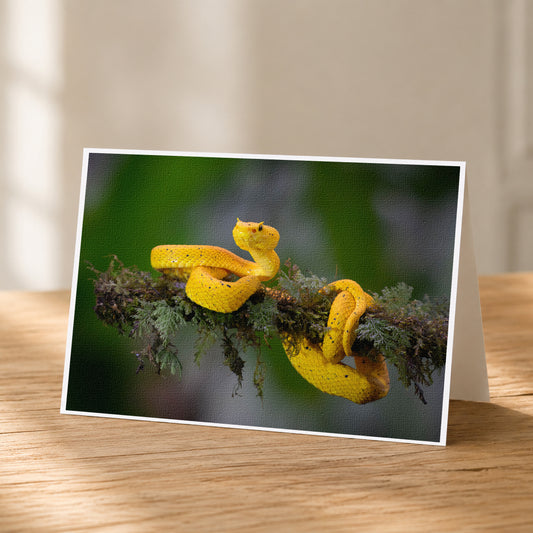 A yellow snake is perched on a branch, coiled and ready to strike.