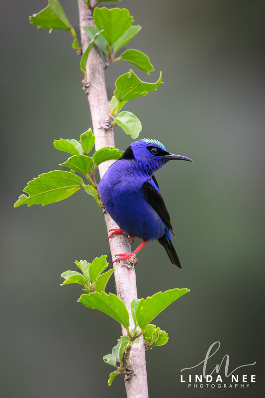 A photo of a male Red-legged Honeycreeper in Costa Rica