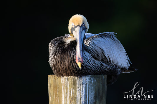 Discover the Fascinating World of the Brown Pelican