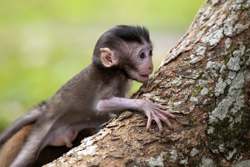 Infant Long-tailed Macaque climbing a tree trunk in Bukit Timah Nature Reserve, Singapore, looking back over its shoulder — wildlife photography by Linda Nee