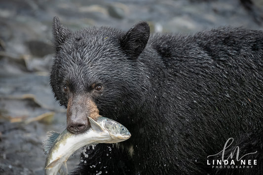 Caviar, it's what's for dinner.