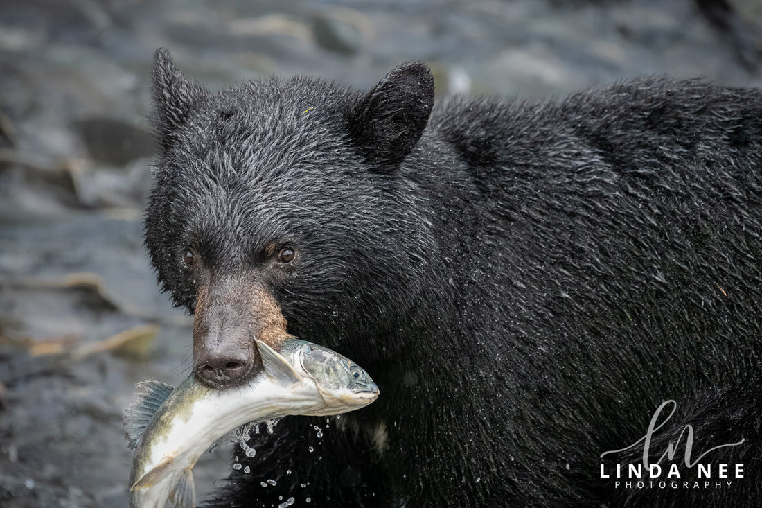 Caviar, it's what's for dinner.