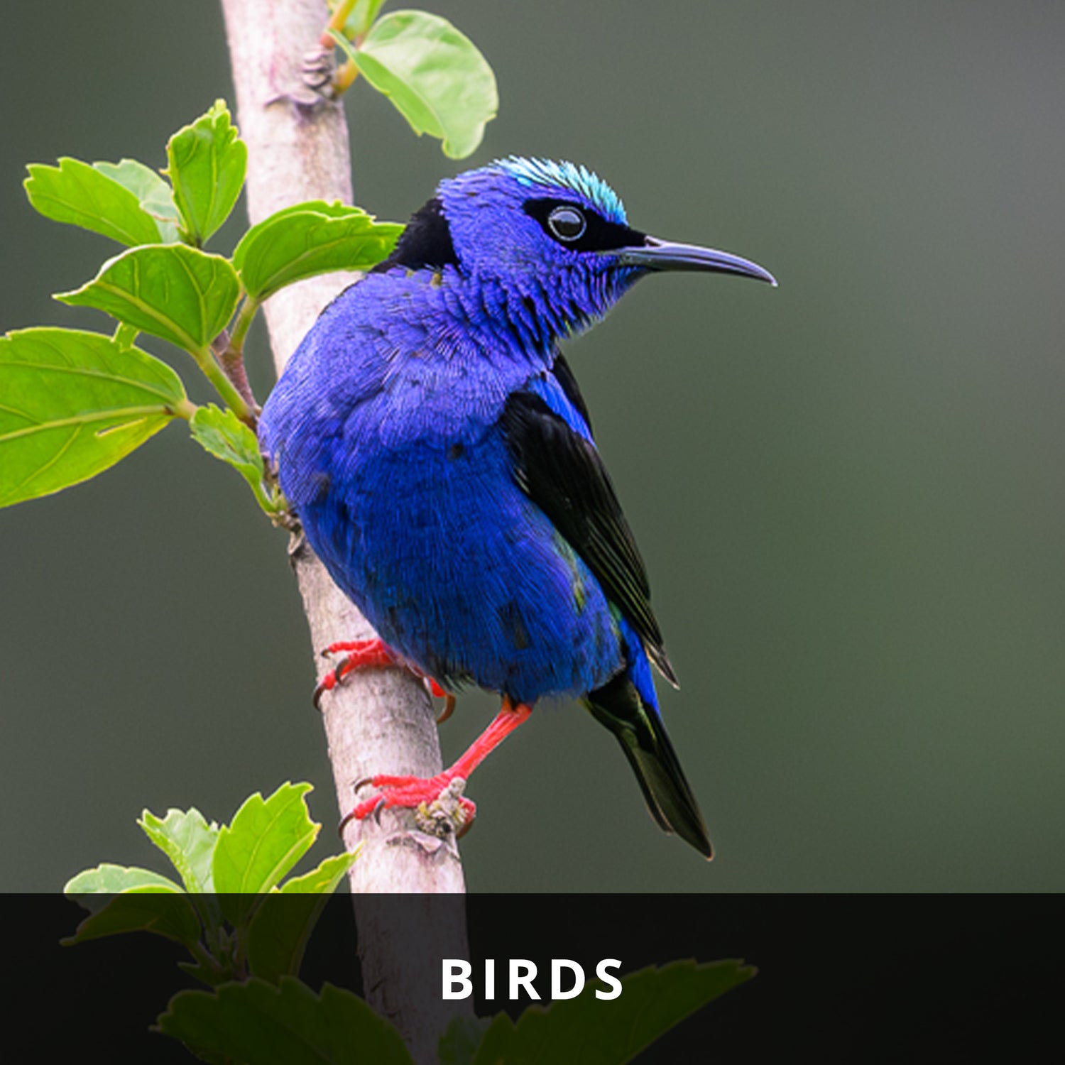 Birds