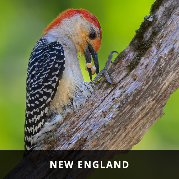 New England