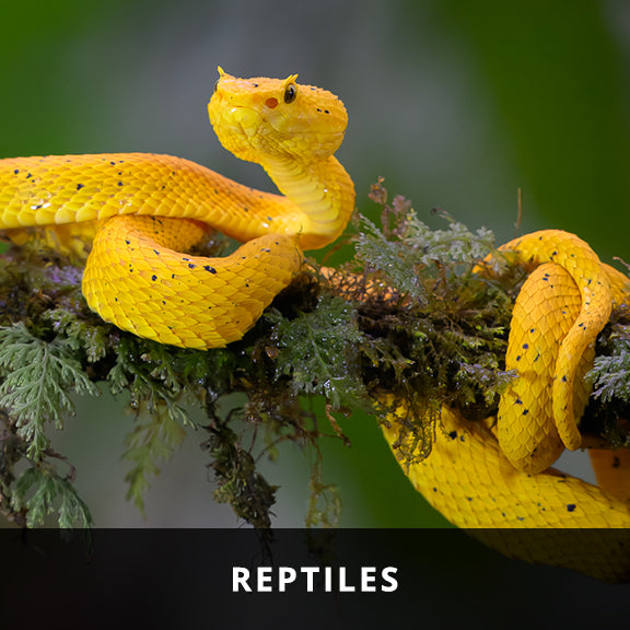 Reptiles